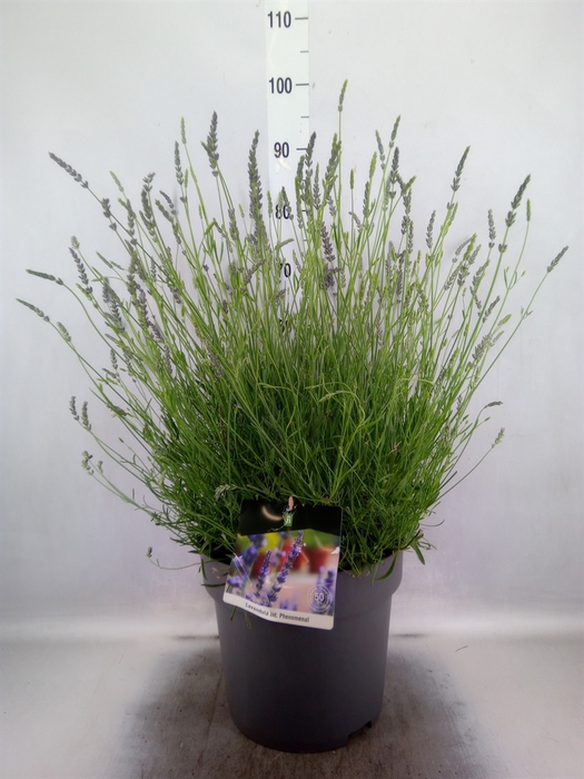 <h4>Lavandula interm. 'Phenomenal'</h4>