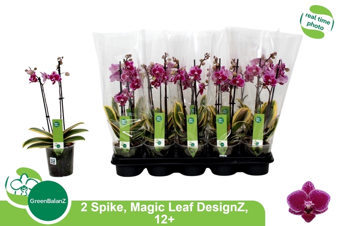 <h4>PHAL MF MAGIC LEAF</h4>