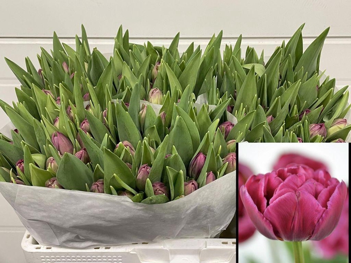 <h4>Tulipa do margarita</h4>