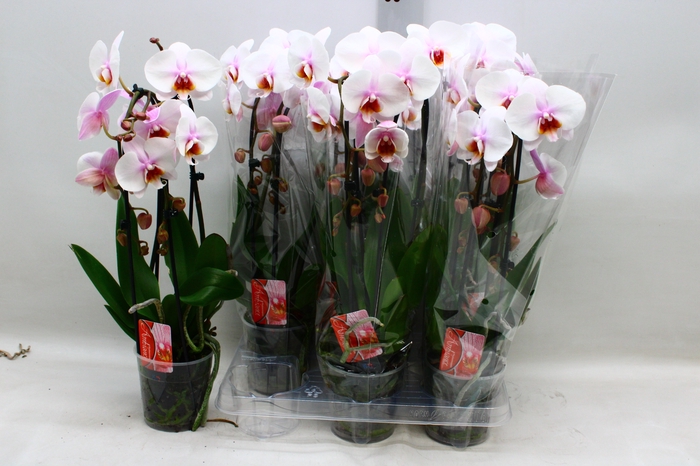 <h4>PHAL EL CASCADE</h4>