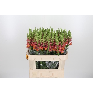 Antirrhinum Po D. Orange