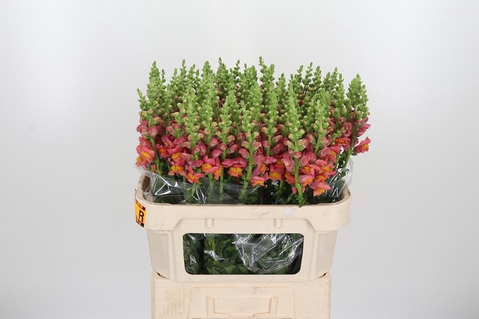 <h4>Antirrhinum Po D. Orange</h4>