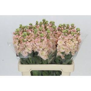Matthiola Iron Apricot