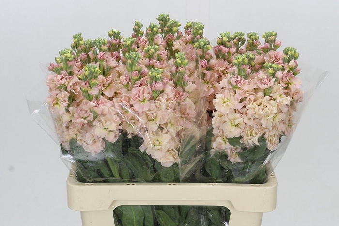 <h4>Matthiola Iron Apricot</h4>
