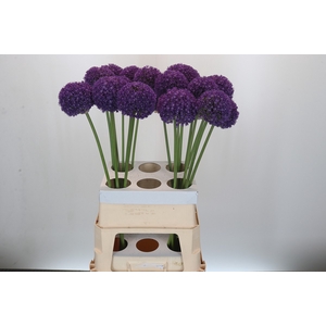 Allium Ambassador