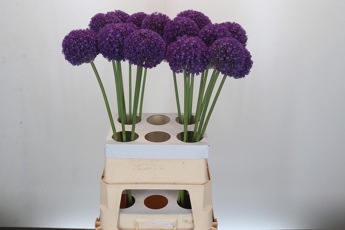 <h4>Allium Ambassador</h4>
