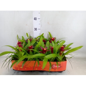 Bromelia   ...mix