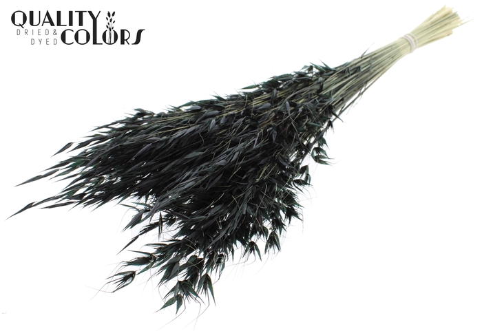 Avena Wild per bunch Black