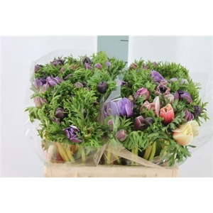 Anemone Mistral Cenere