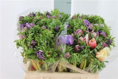 <h4>Anemone Mistral Cenere</h4>