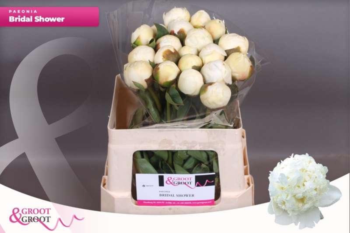 <h4>Paeonia Bridal Shower | Heavy Quality</h4>