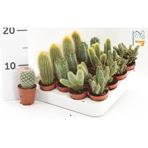 CACTUS GEM
