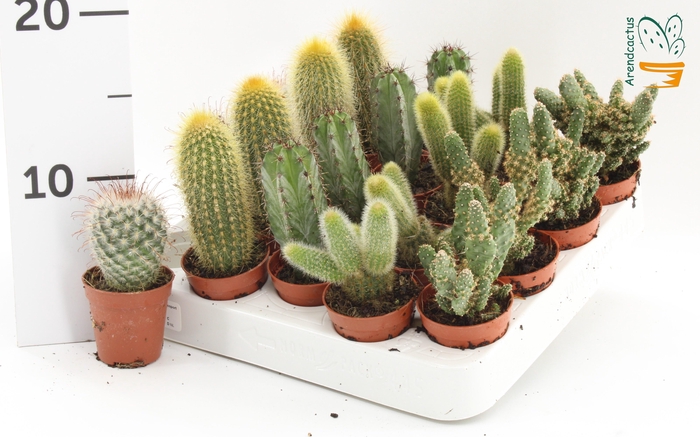 <h4>CACTUS GEM</h4>
