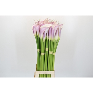 Zantedeschia Eydolls Purple White