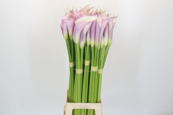 Zantedeschia Eydolls Purple White