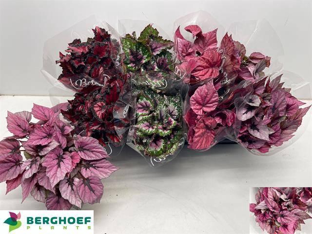 <h4>BEG BEL GEM</h4>