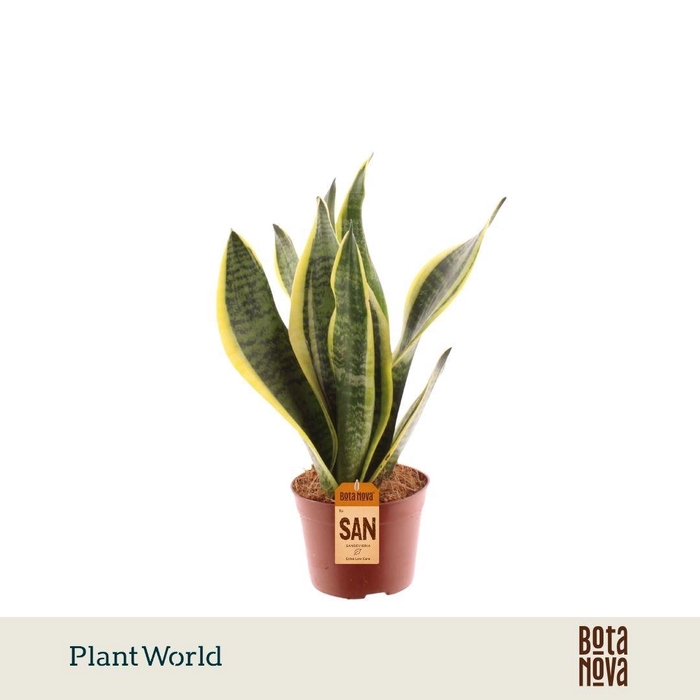 <h4>Sansevieria Futura Superba 2 PP</h4>