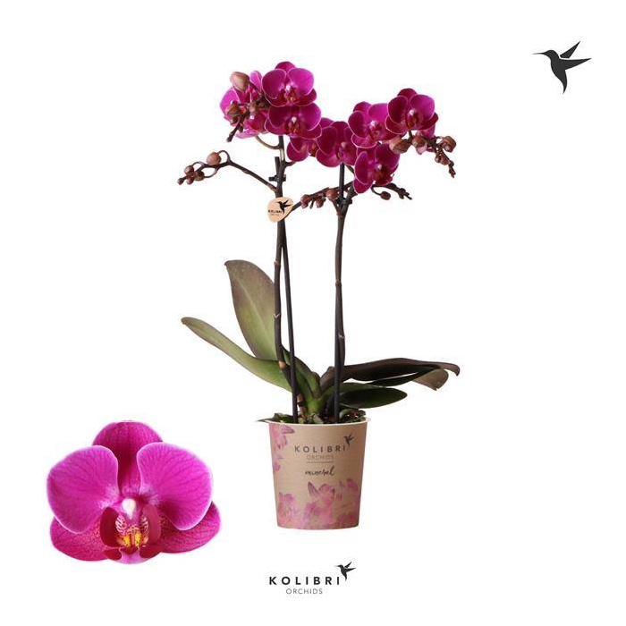 <h4>Phalaenopsis MF Anthura Merida 9Ø 40cm 2st 20fl</h4>