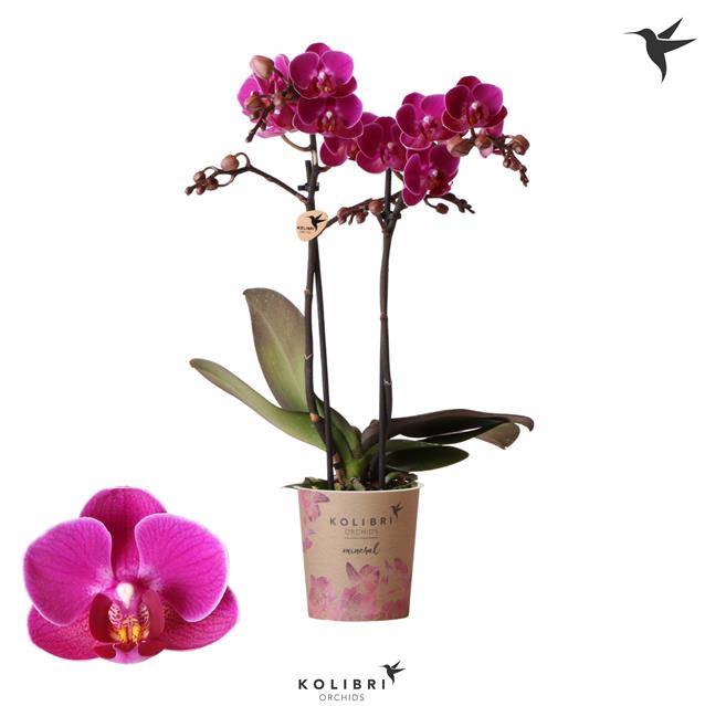 Phalaenopsis MF Anthura Merida 9Ø 40cm 2st 20fl