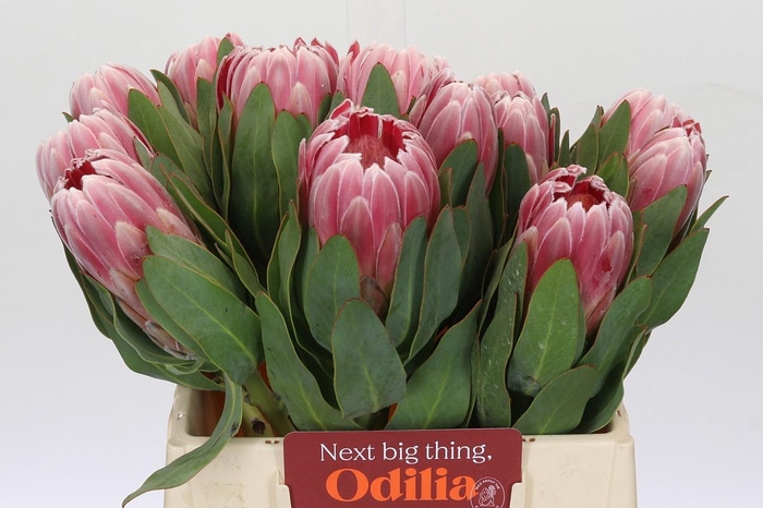 <h4>Protea Carnival</h4>