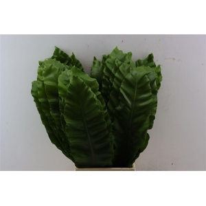 Banana Fern 70cm