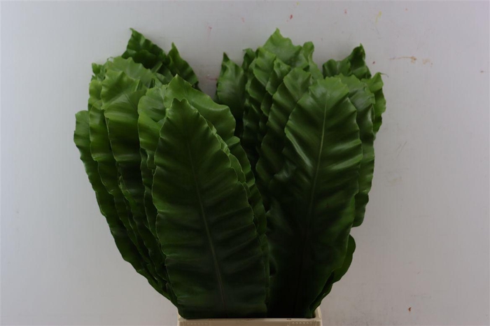 <h4>Banana Fern 70cm</h4>
