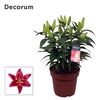 Lilium Magny Cours
