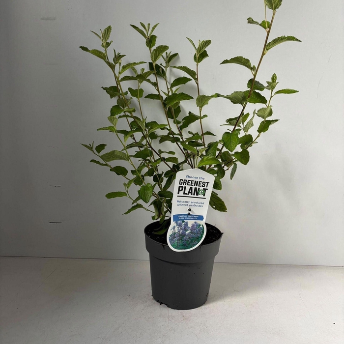 Ceanothus x delilianus Gloire de V