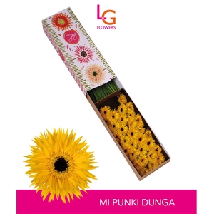 Germini Spider Dunga Doos