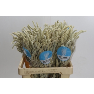 Amaranthus Yearming Desert