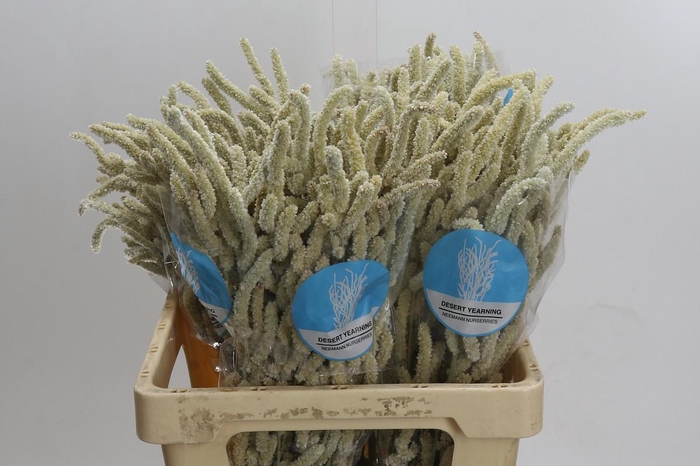 Amaranthus Yearming Desert