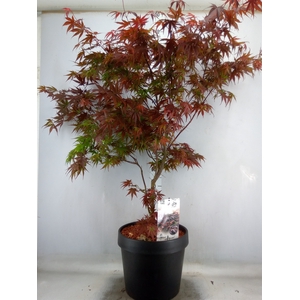 Acer palmatum 'Pixie'