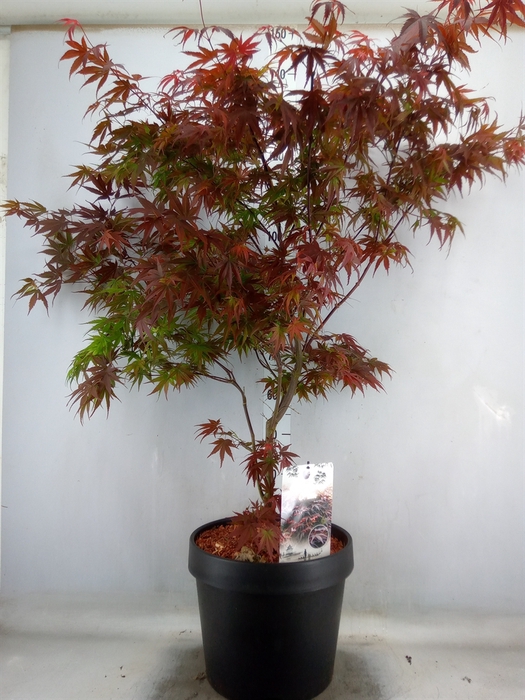 <h4>Acer palmatum 'Pixie'</h4>
