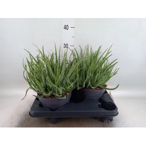 Aloe humilis