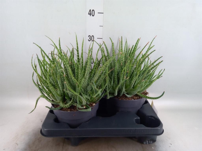 <h4>Aloe humilis</h4>