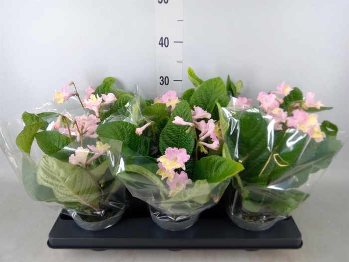 <h4>Streptocarpus   ...</h4>