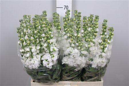 <h4>Matth Aida White</h4>