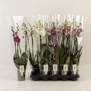 PHAL GEM