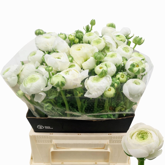 <h4>RANUNCULUS  'AAZUR WHITE'</h4>