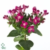BOU EN DAPHNE PURPLE