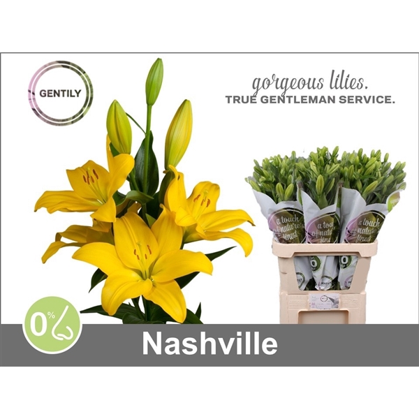 <h4>Li La Nashville 5+</h4>