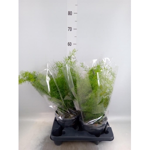 Asparagus dens. 'Sprengeri'