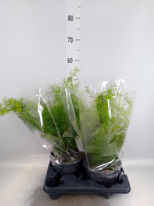 <h4>Asparagus dens. 'Sprengeri'</h4>