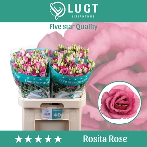 Lisianthus Rosita Rose Pink