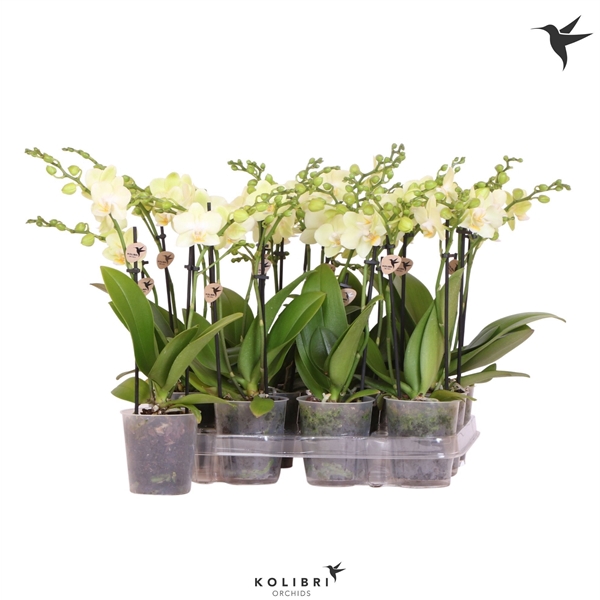 <h4>Kolibri Orchids Phalaenopsis Yellow 2 spike no sleeve</h4>