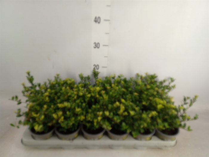 <h4>Ilex crenata 'Dark Green'</h4>