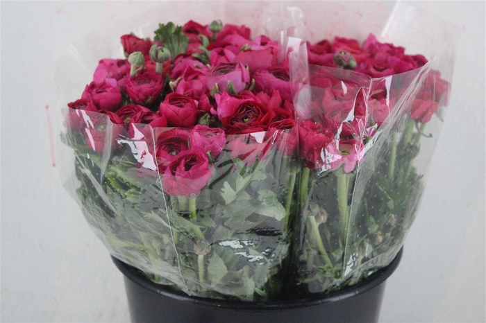 <h4>Ran Elegance Hot Pink</h4>