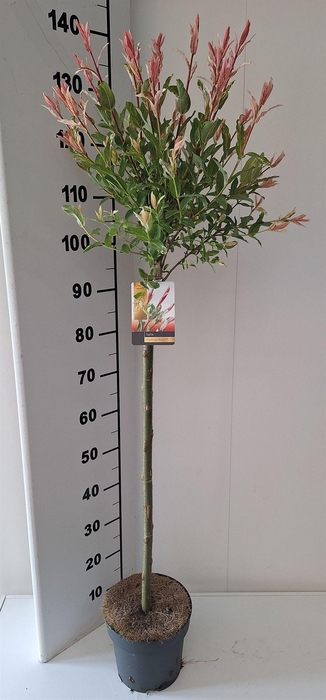 <h4>Salix integra 'Flamingo'</h4>