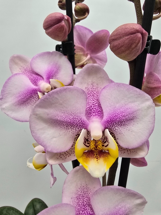 <h4>Limited 17 week 1</h4>