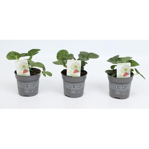 Fragaria Snow Summer Breeze